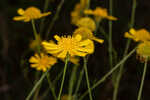 Coastal plain honeycombhead